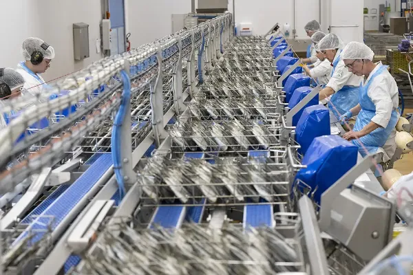 Travail à la chaîne d'emboitage de sardines